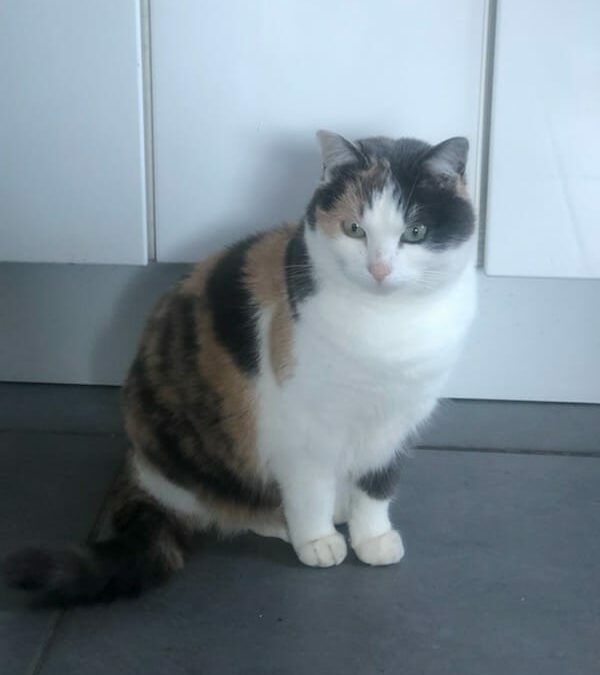Katze, Wörgl (11/21)