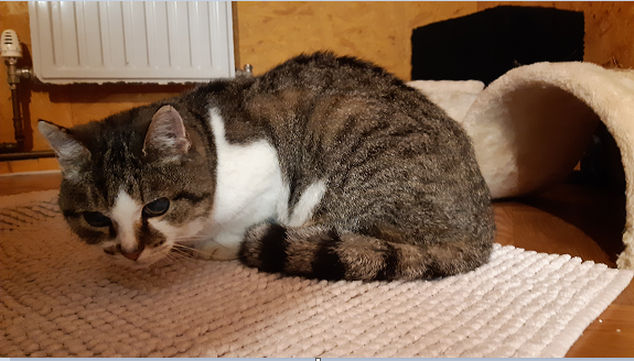 Katze, Wörgl (11/21)