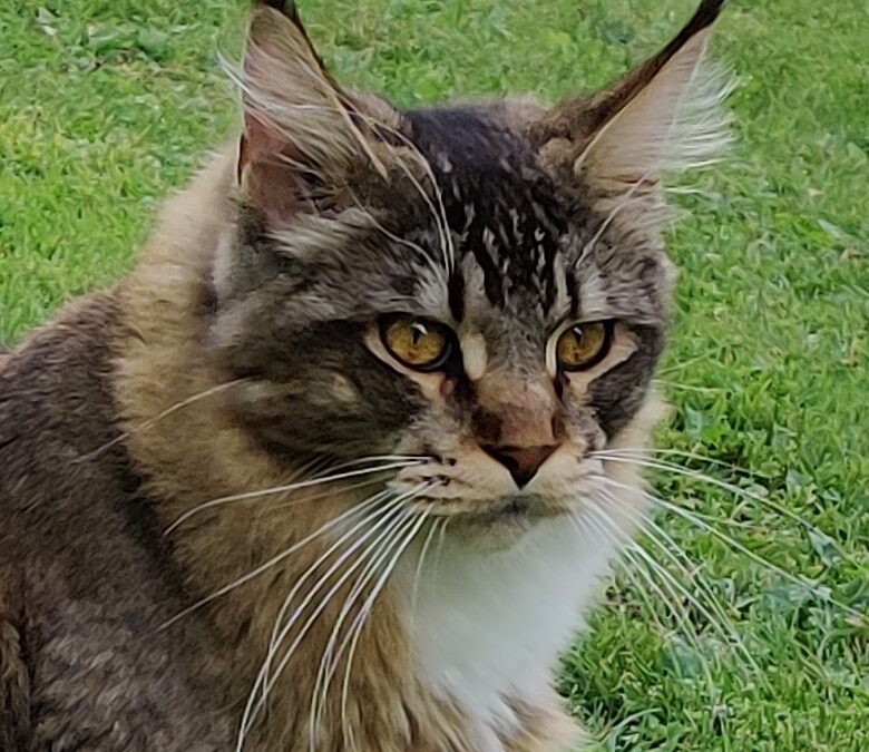 Leeloo, Kitzbühel29/11/21