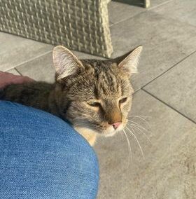 Fundkatze, Ebbs23/12/21