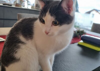 Katze, Innsbruck15/12/21
