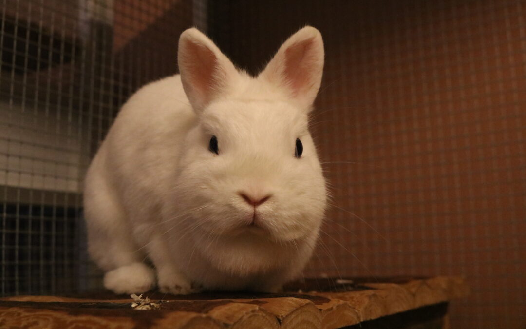 Bijou