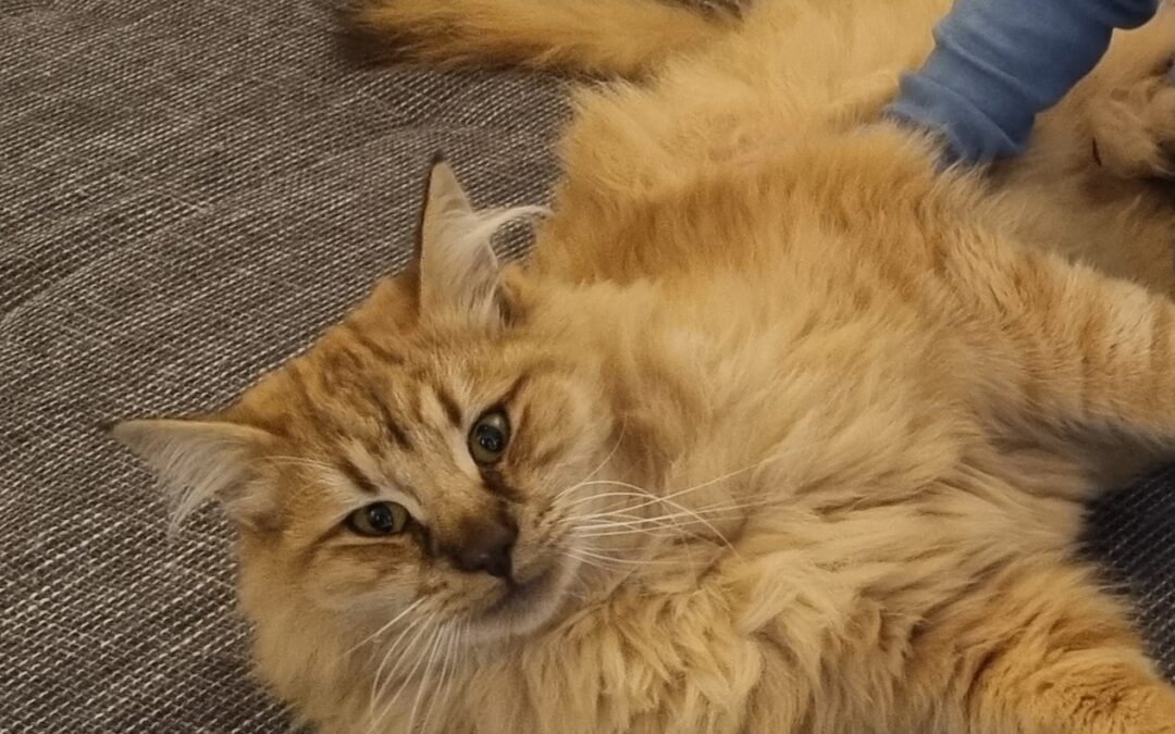 Findus, Roppen20/12/21