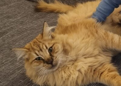 Findus, Roppen20/12/21