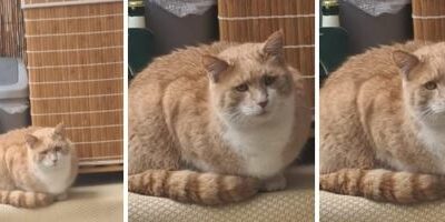 Kater, Innsbruck02/12/21