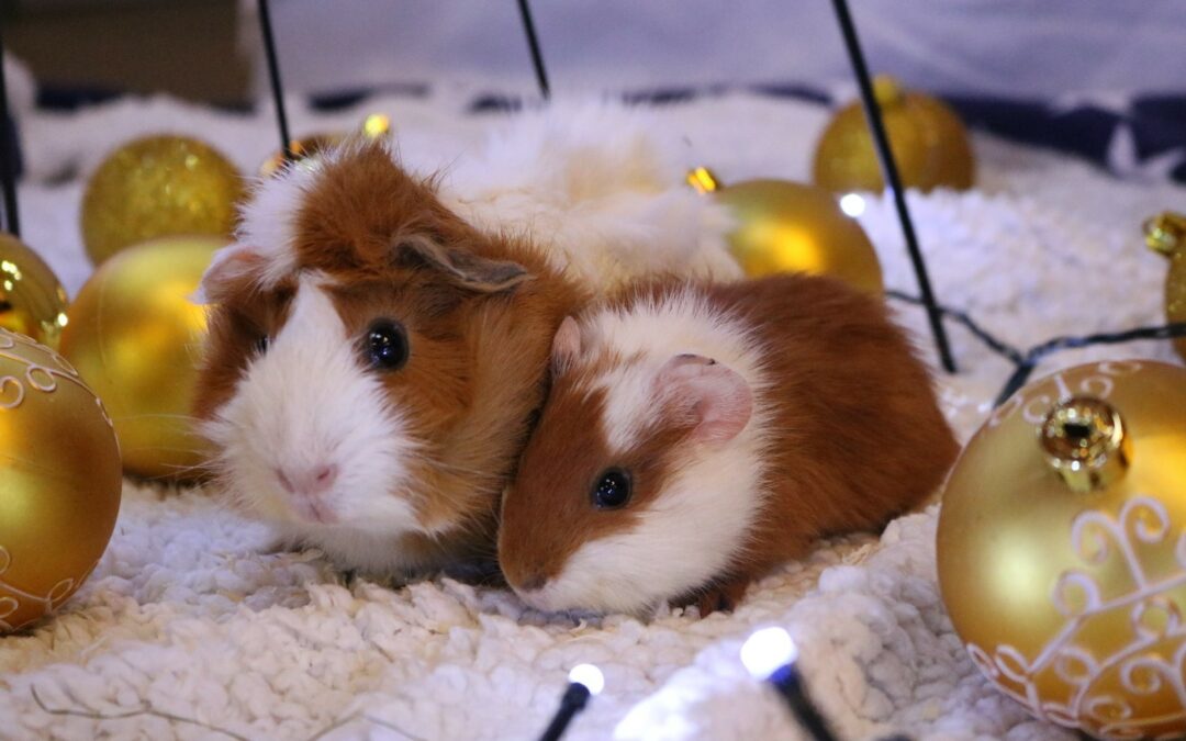 Pressemitteilung: Wenn Tiere an Weihnachten zur Sache werden