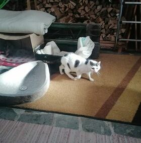 Fundkatze, Thiersee01/12/21