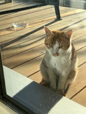 Fundkatze Zams30/12/21