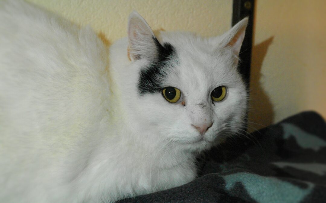 Apollo
