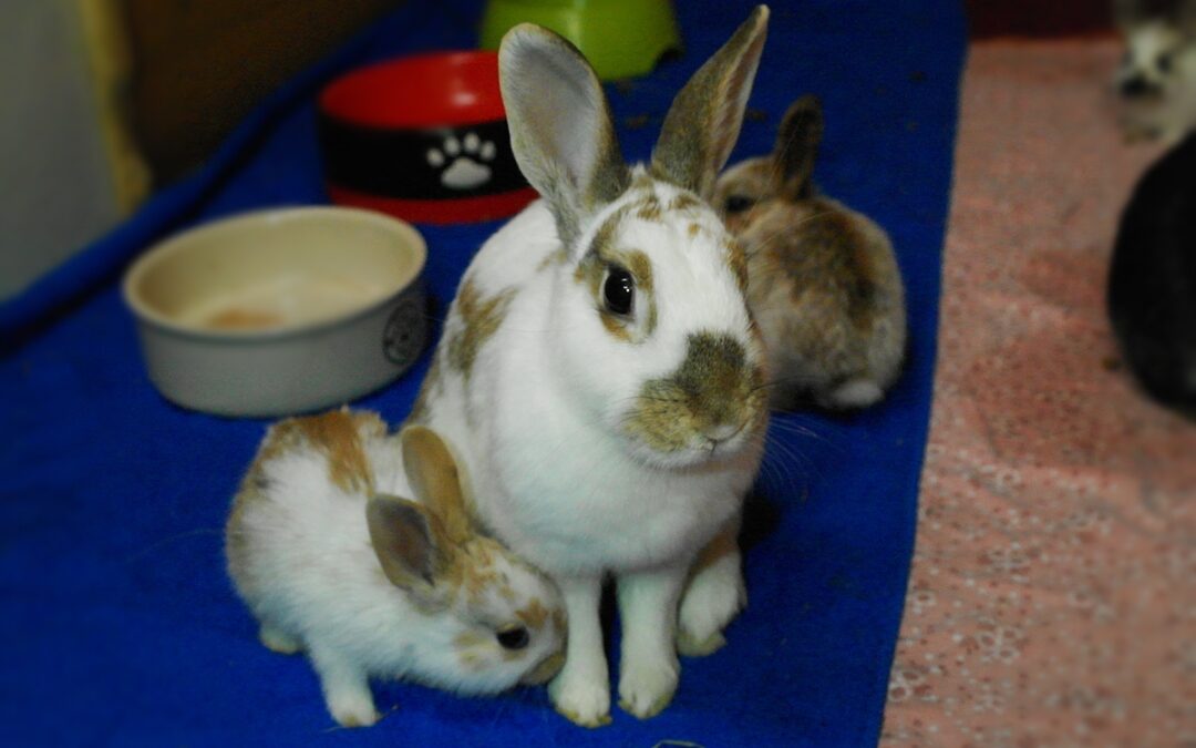 Bunny & ihre Babies