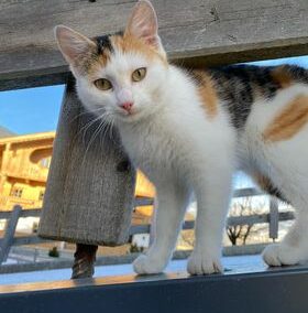 Katze, Hippach (1/22)