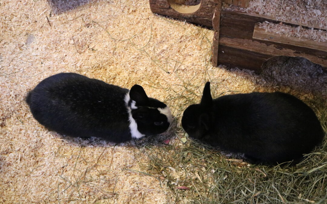 Figaro & Cupcake