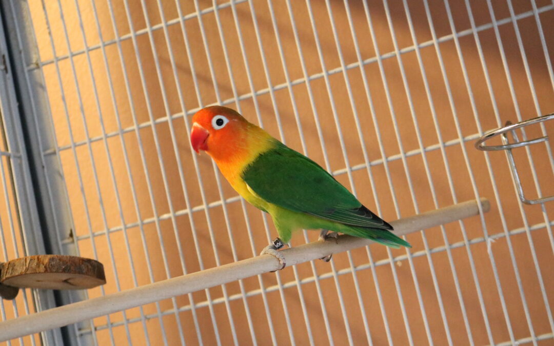 Tweety