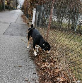 Sichthund, Innsbruck11/01/22