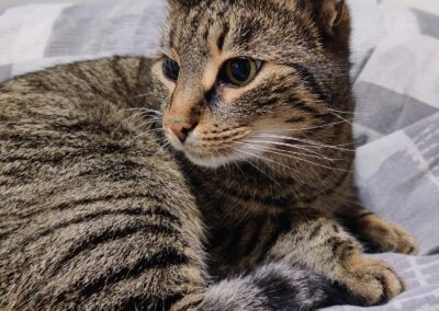 Katze, Arzl(01/2022)