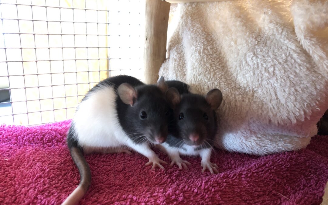 Captain, Herbert & Siegfried