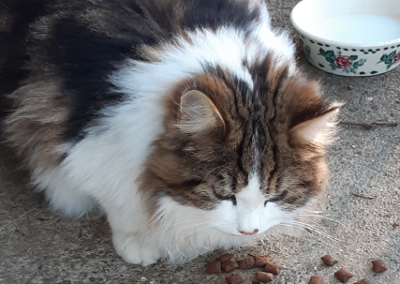 Katze, Westendorf (31.12.2021)