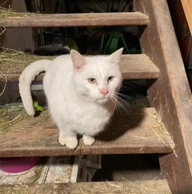 Katze, Zirl(01/2022)