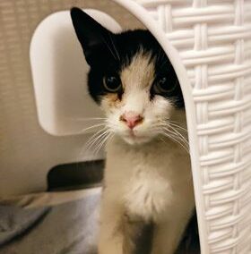 Fundkater, Innsbruck03/02/22