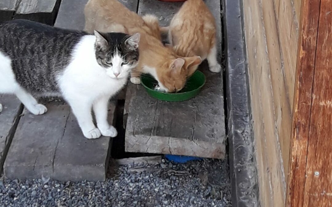 Streunerkatzen auf Bauernhöfen nehmen überhand – Dringend Plätze gesucht