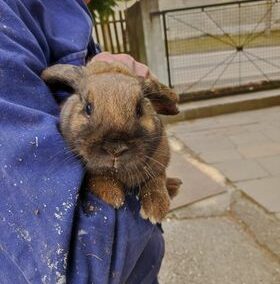 Fundkaninchen, Absam17/03/22