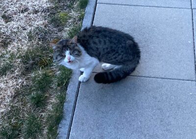 Fundkatze, Söll17/03/22