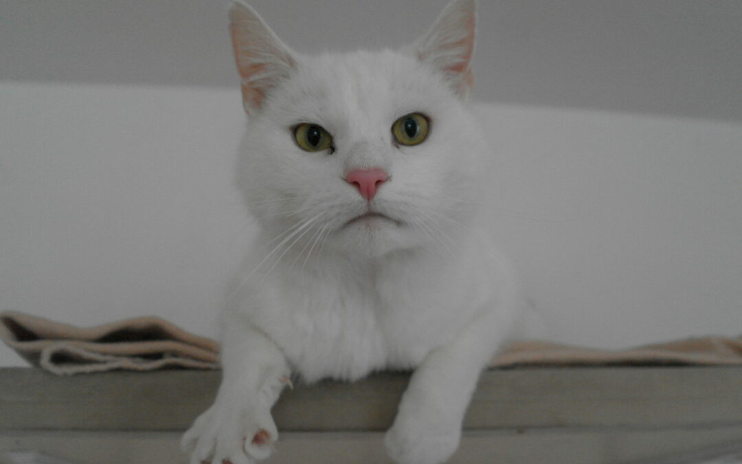 Artemis