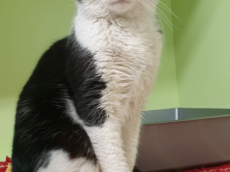Fundkater, Scharnitz20/04/22