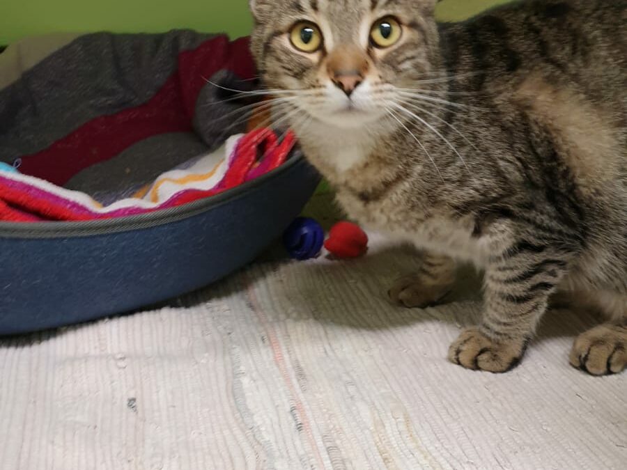 Fundkater, Axams20/04/22