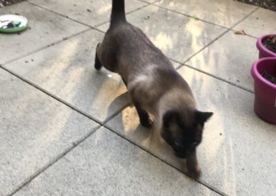 Fundkater, Innsbruck20/04/22