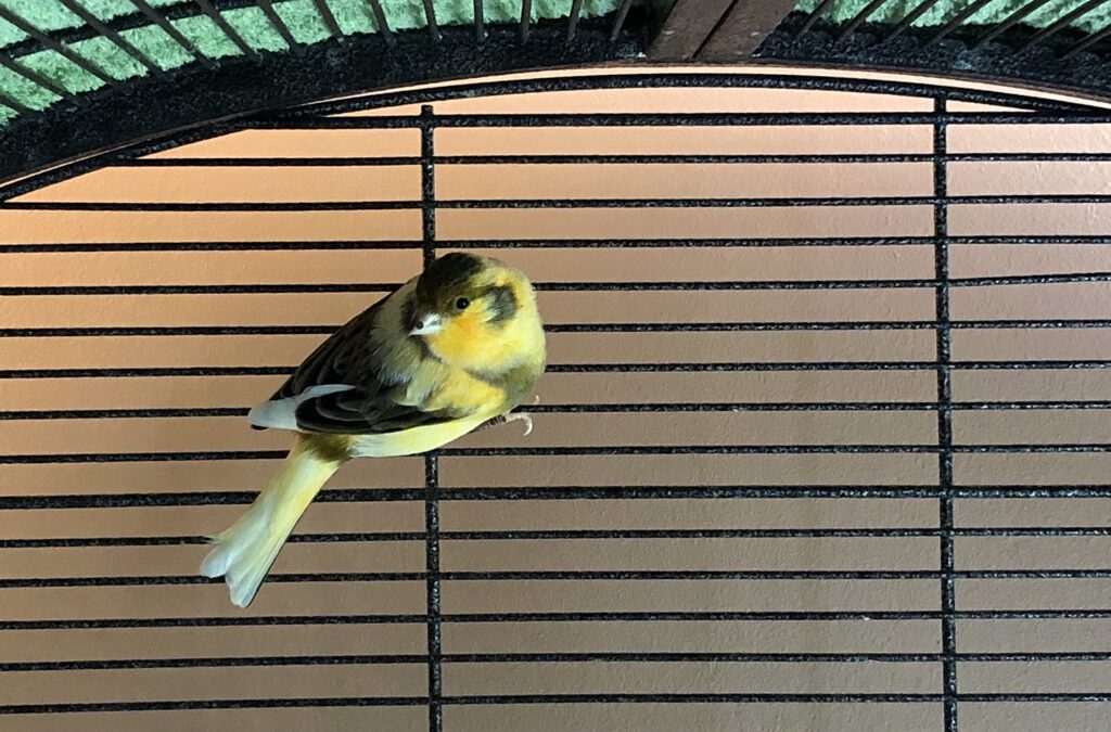 Fundvogel, Kematen26/04/22