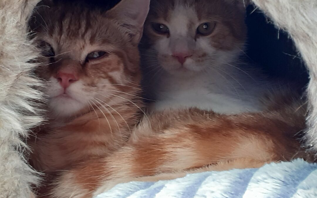 Joey und Timon