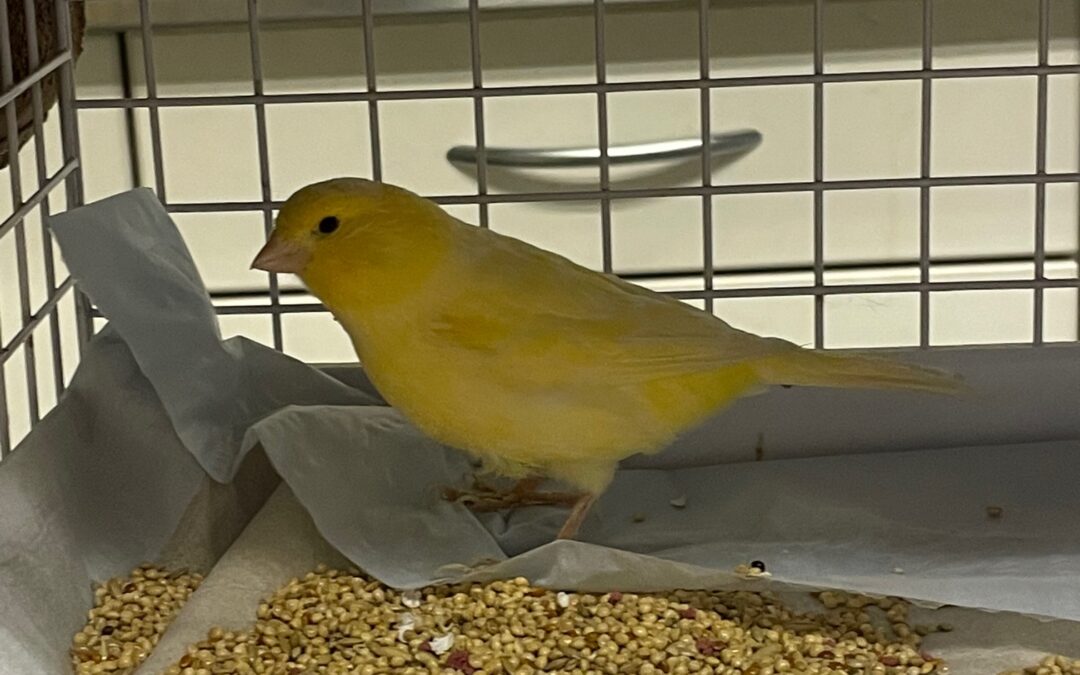 Kanarienvogel, Innsbruck13/04/22
