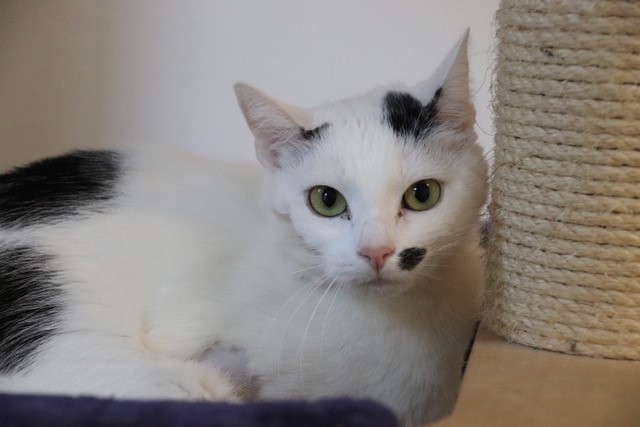 Melody, Findus und Diva