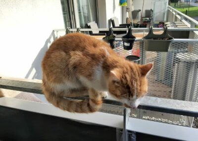 Fundkatze, Wörgl11/04/22