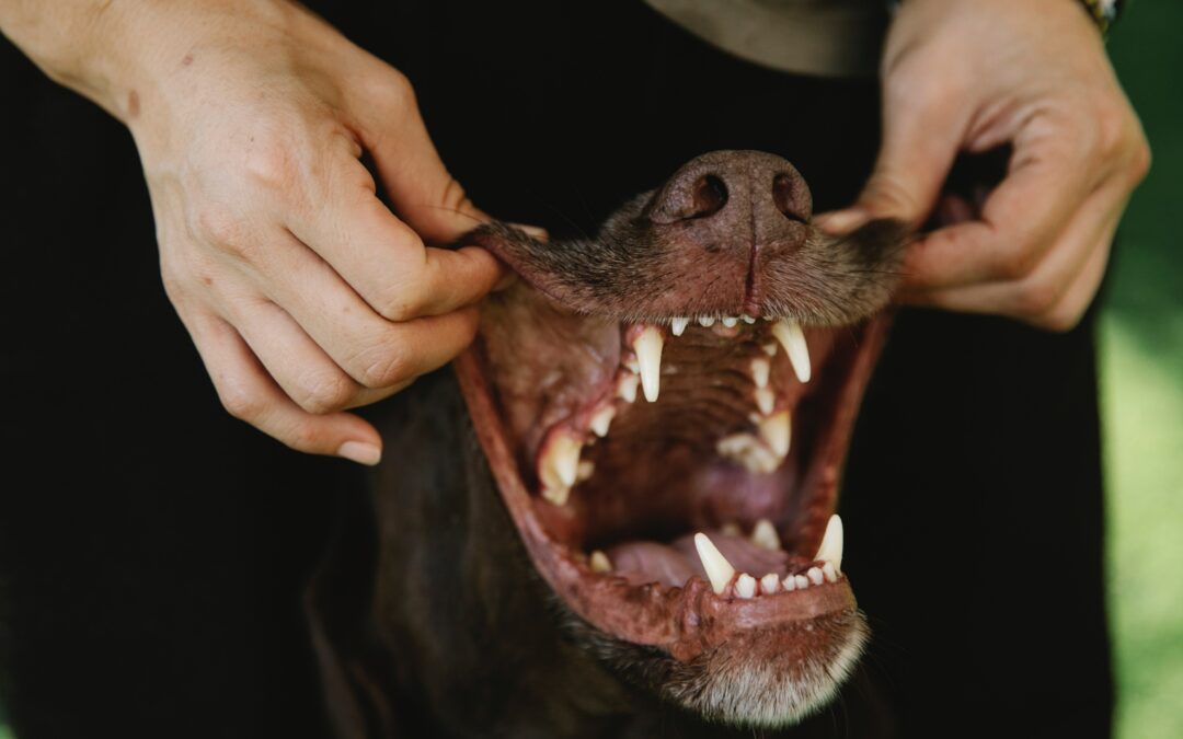 Tipps für die richtige Zahnpflege bei (Deinem) Hund(en)