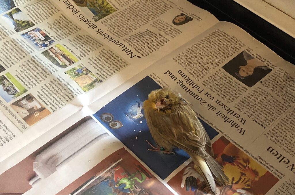 Fundkanarienvogel, Innsbruck16/05/22