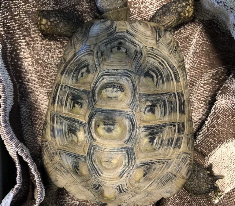 Fundschildkröte, Neu-Götzens09/05/22