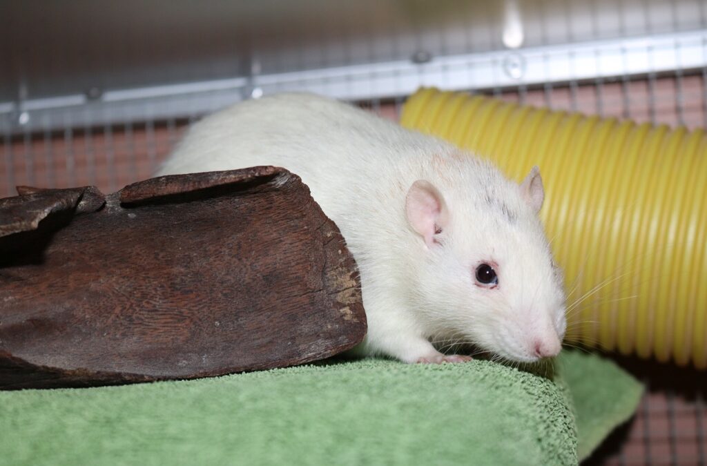 Otto, Sammy und Tobi