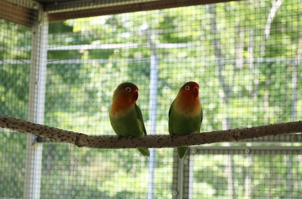 Rio und Tweety