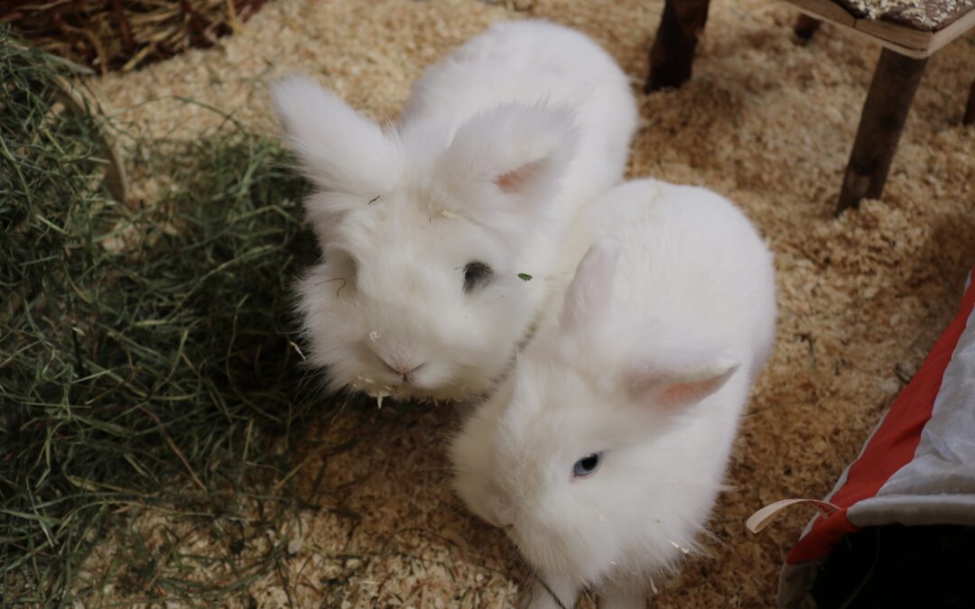 Gertrude und Jules