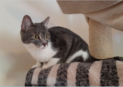 Fundkatze, Kundl12/05/22