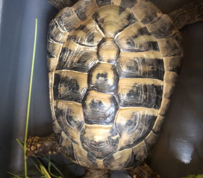 Fundschildkröte, Sitrans13/05/22