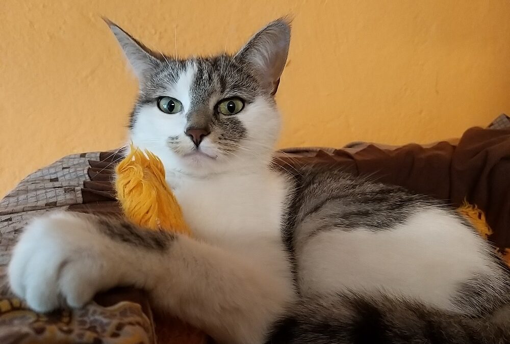 Mitzi