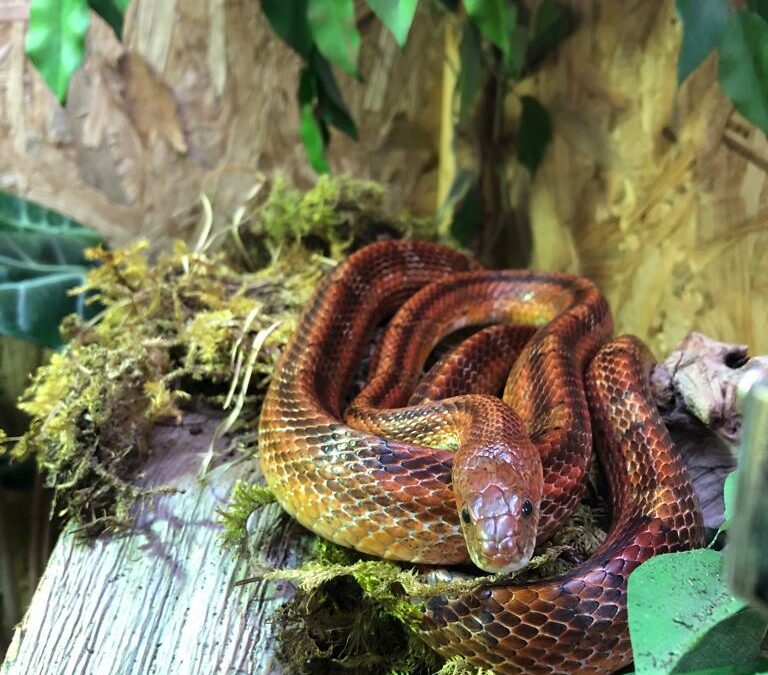 Snake