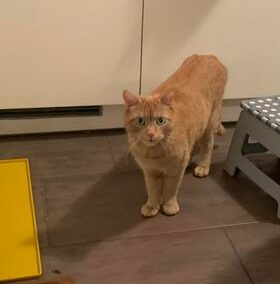 Findus, Axams07/06/22