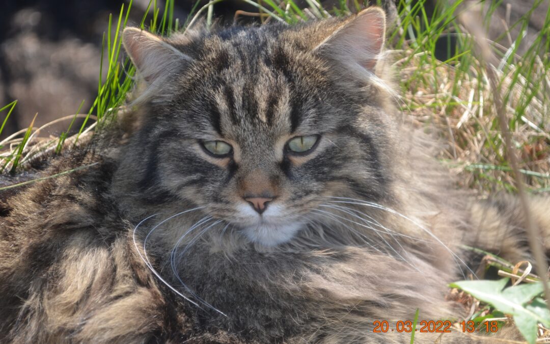 Simba, Innsbruck09/06/22