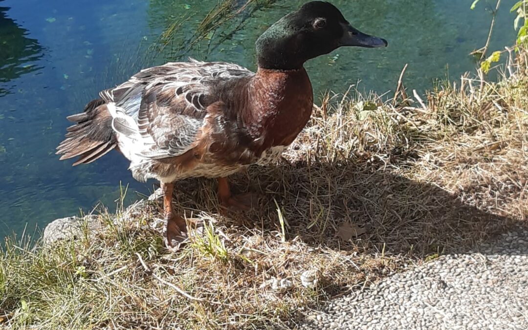 Ente, Langkampfen23/06/22