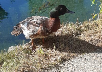 Ente, Langkampfen23/06/22
