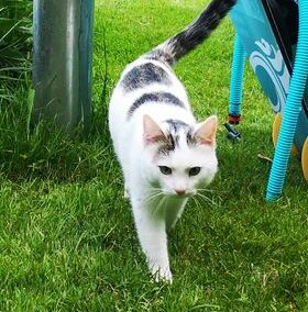 Katze, Innbsruck13/06/22